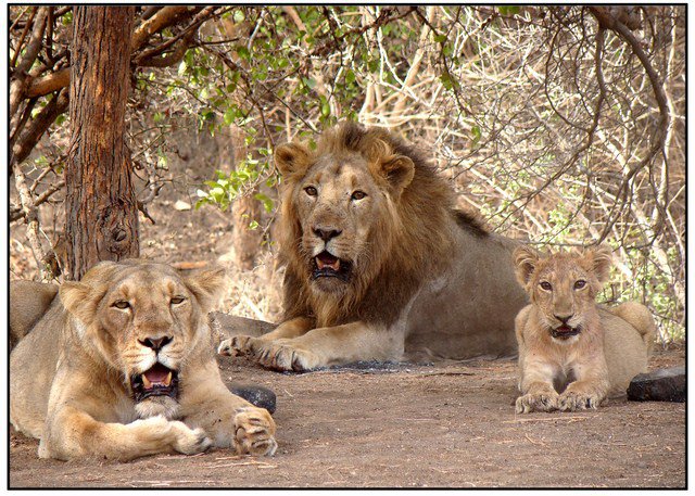 Asiatic Lions sanctuary