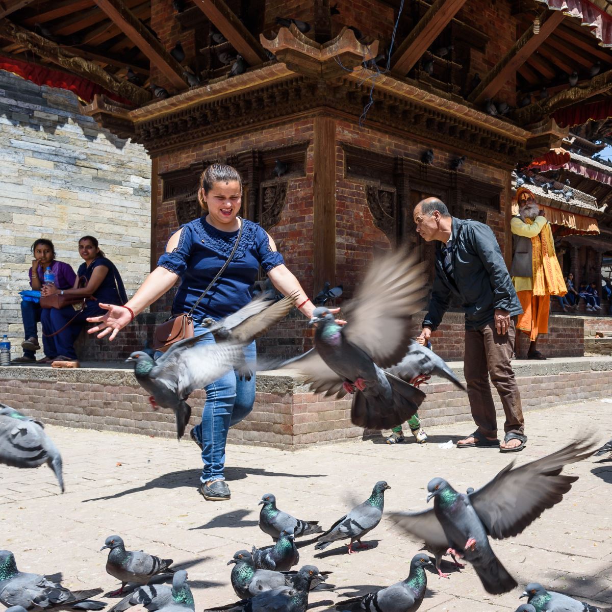 chasing pigeons